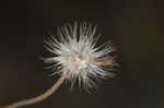 Lanceleaf blanketflower